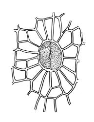 Orthotrichum graphiomitrium, stoma.
 Image: R.C. Wagstaff © All rights reserved. Redrawn with permission from Lewinsky (1984). 